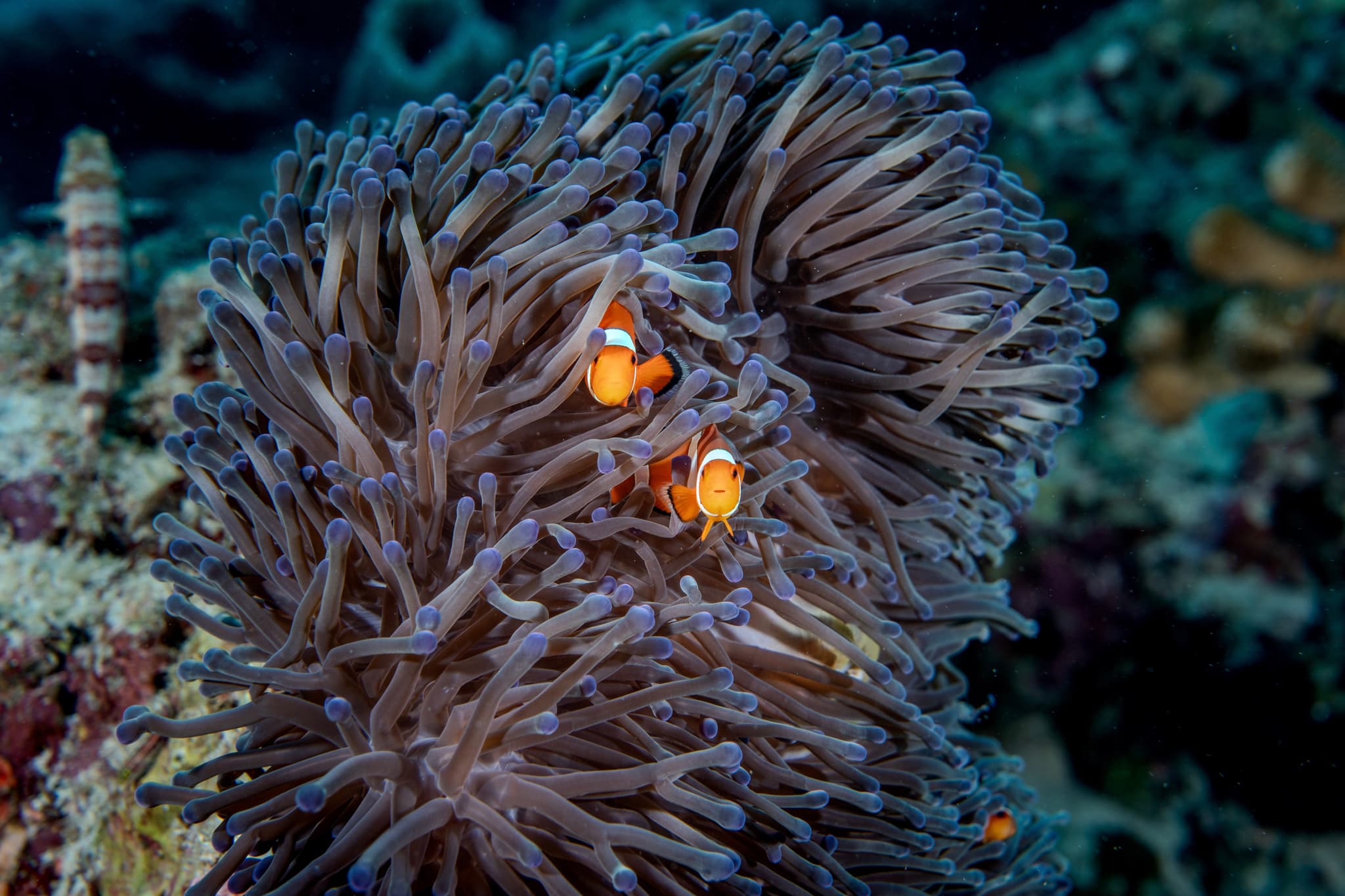 Clownfish in anemone