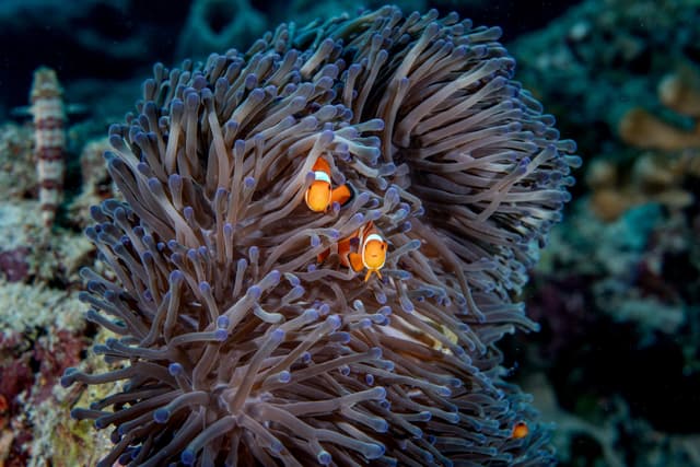 Clownfish in anemone