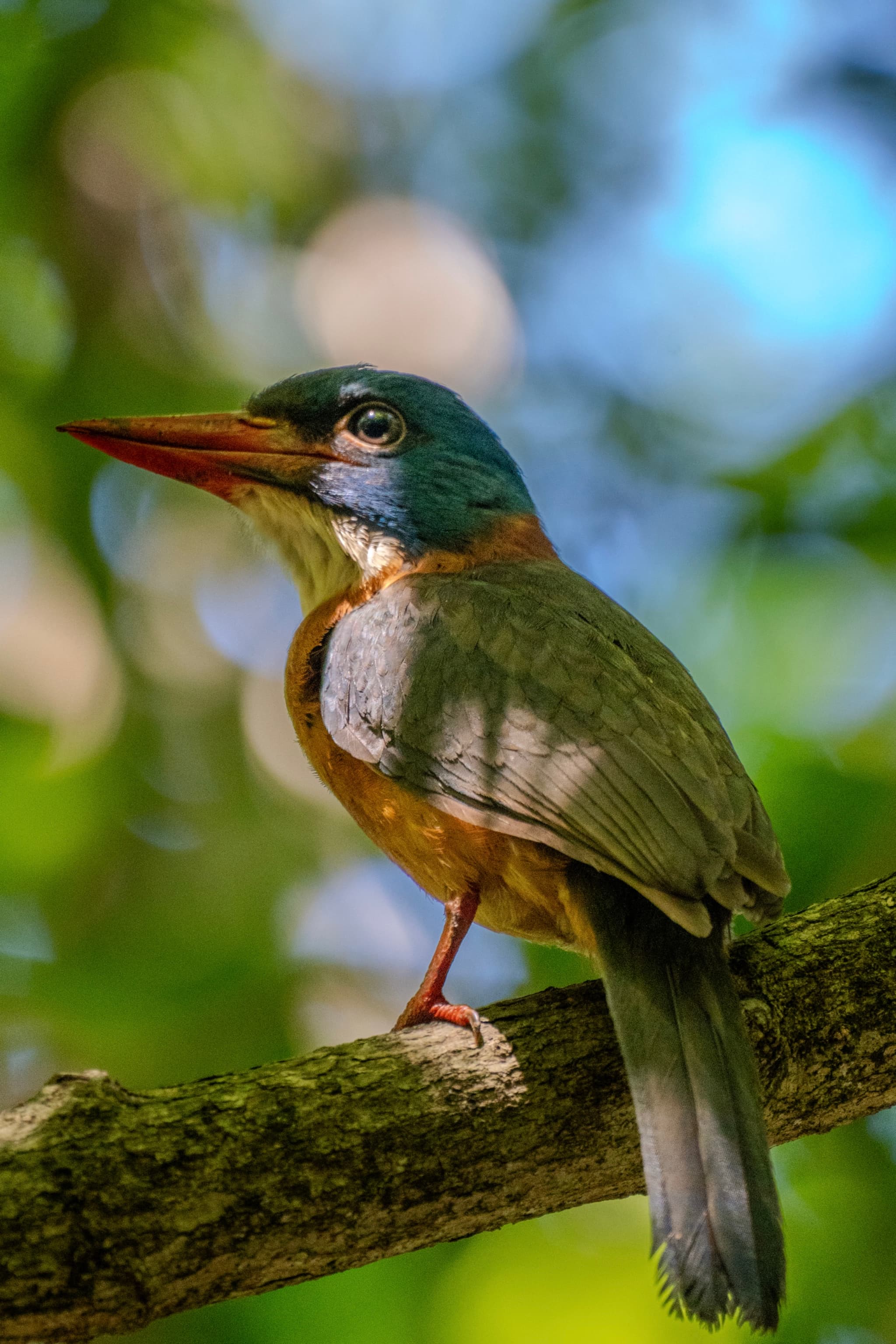 Green-backed Kingfisher