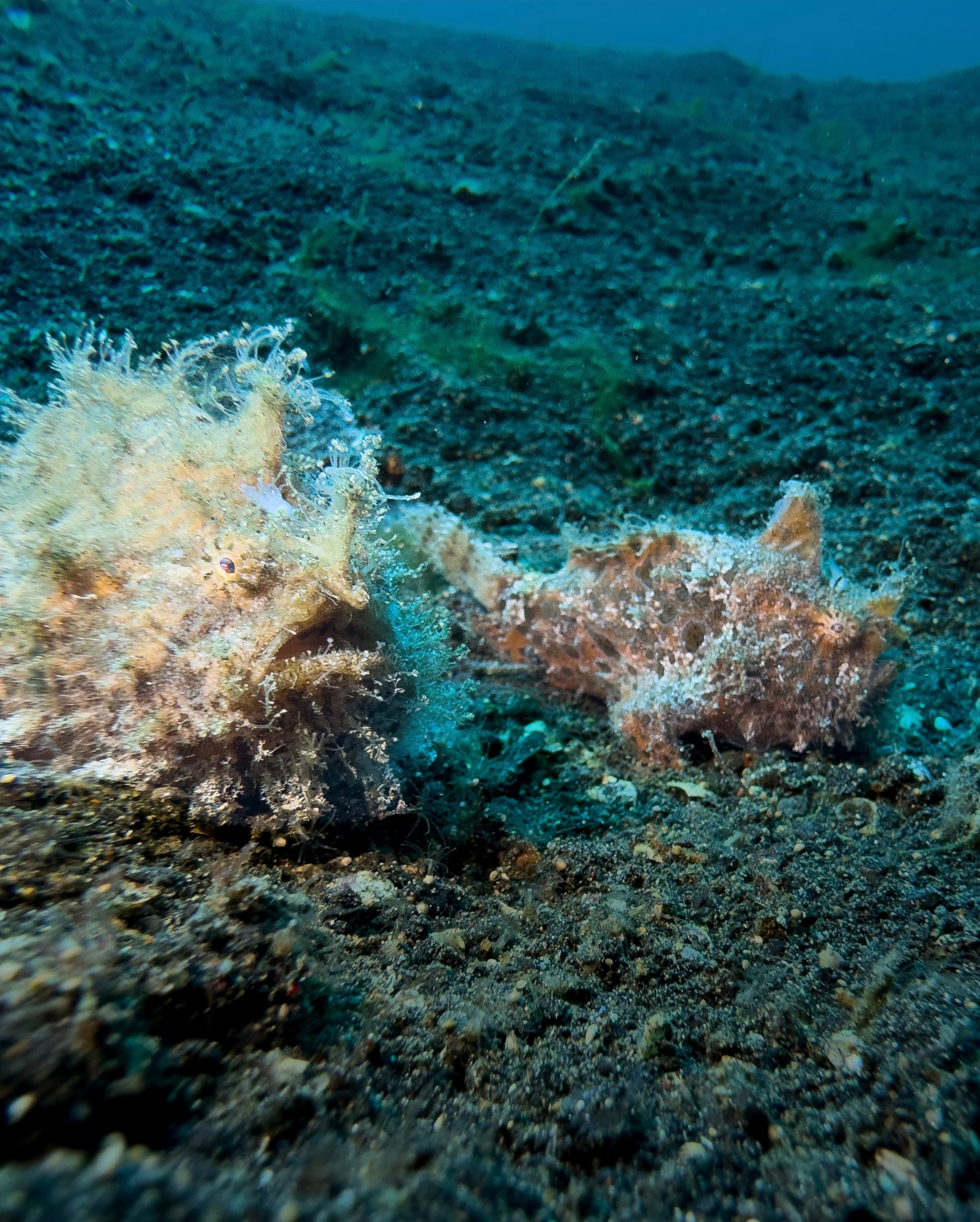 Hairy Frogfish