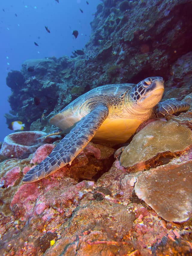 Green sea turtle