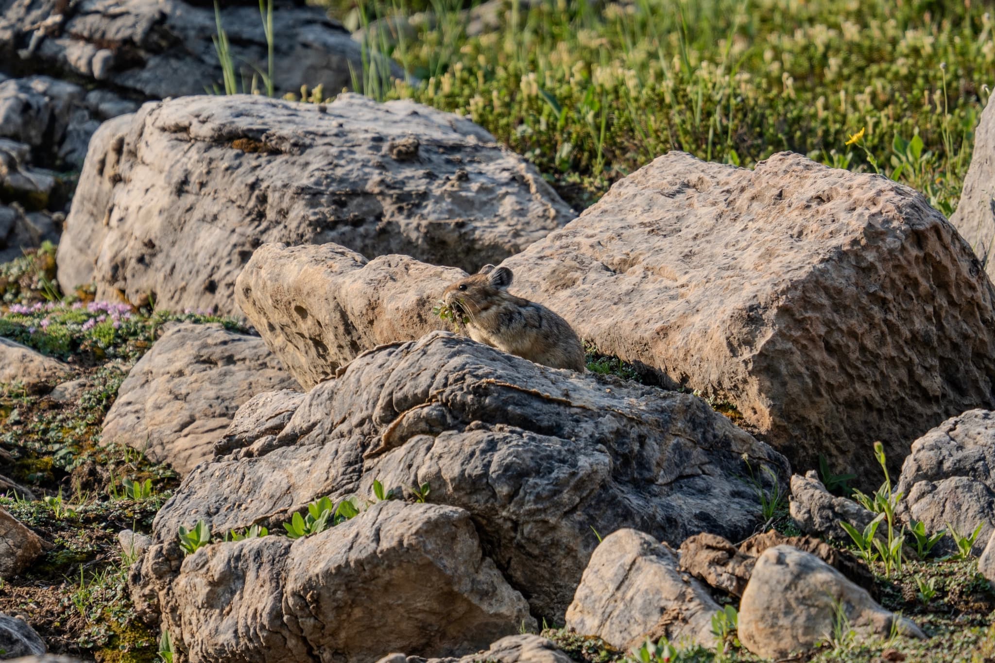 American Pika