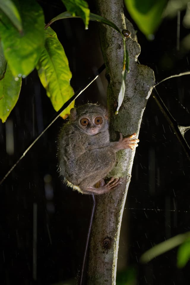 Spectral Tarsier