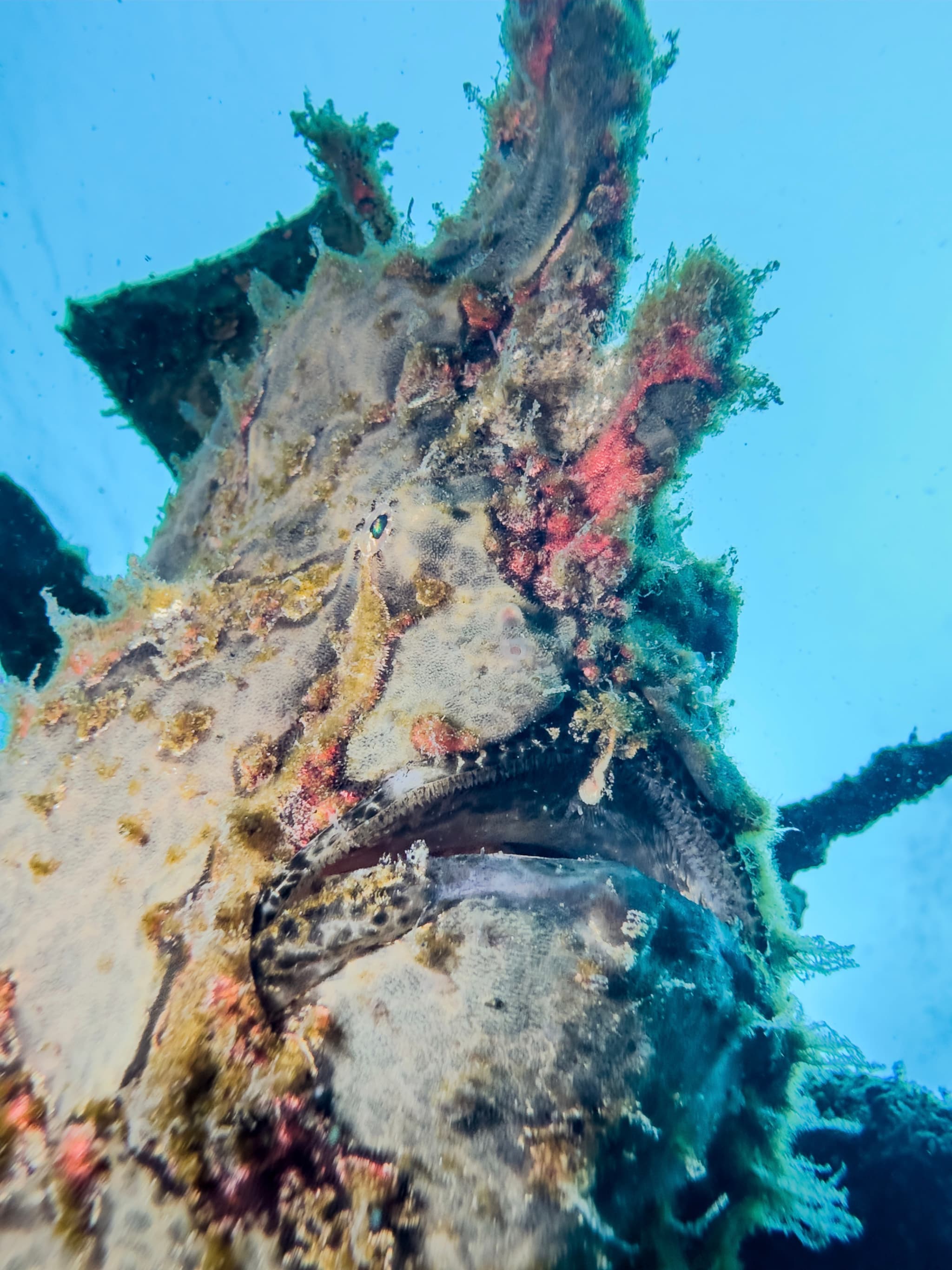 Giant Frogfish