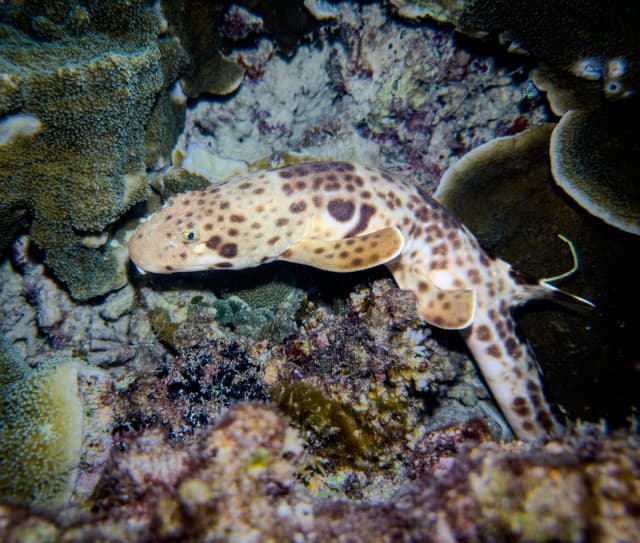 Indonesian Speckled Carpetshark