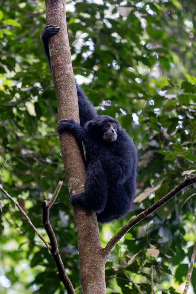 Siamang taking a rest in tree