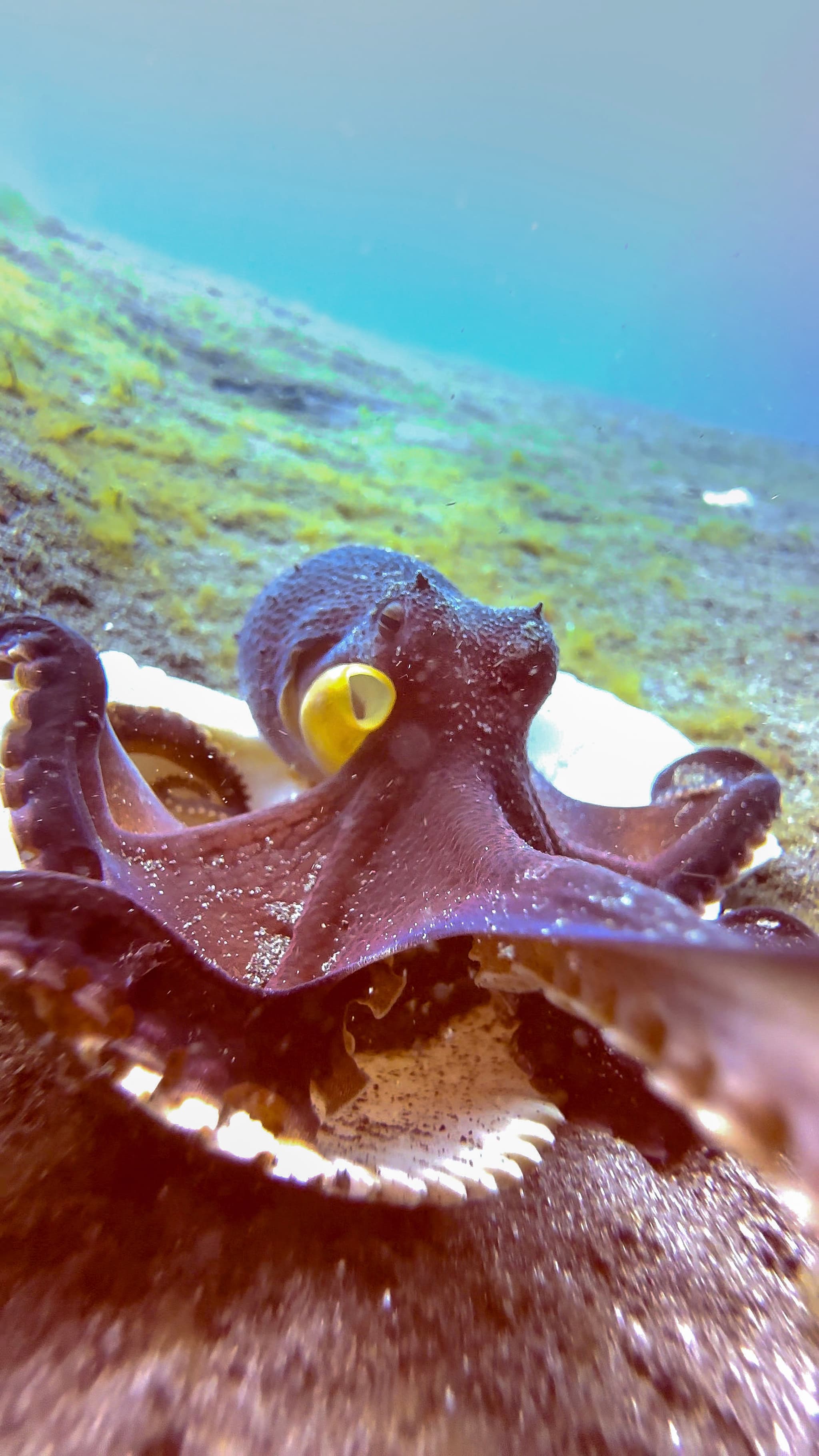 Curious Coconut Octopus