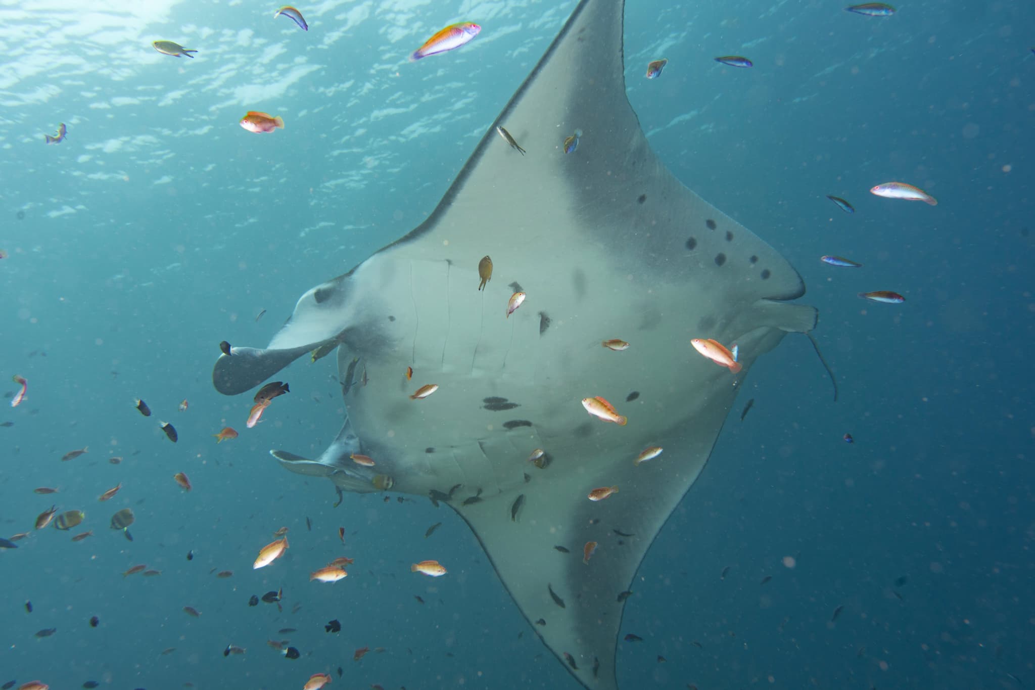 Reef manta ray