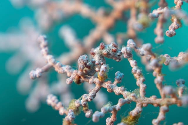 Pygme Sea Horse