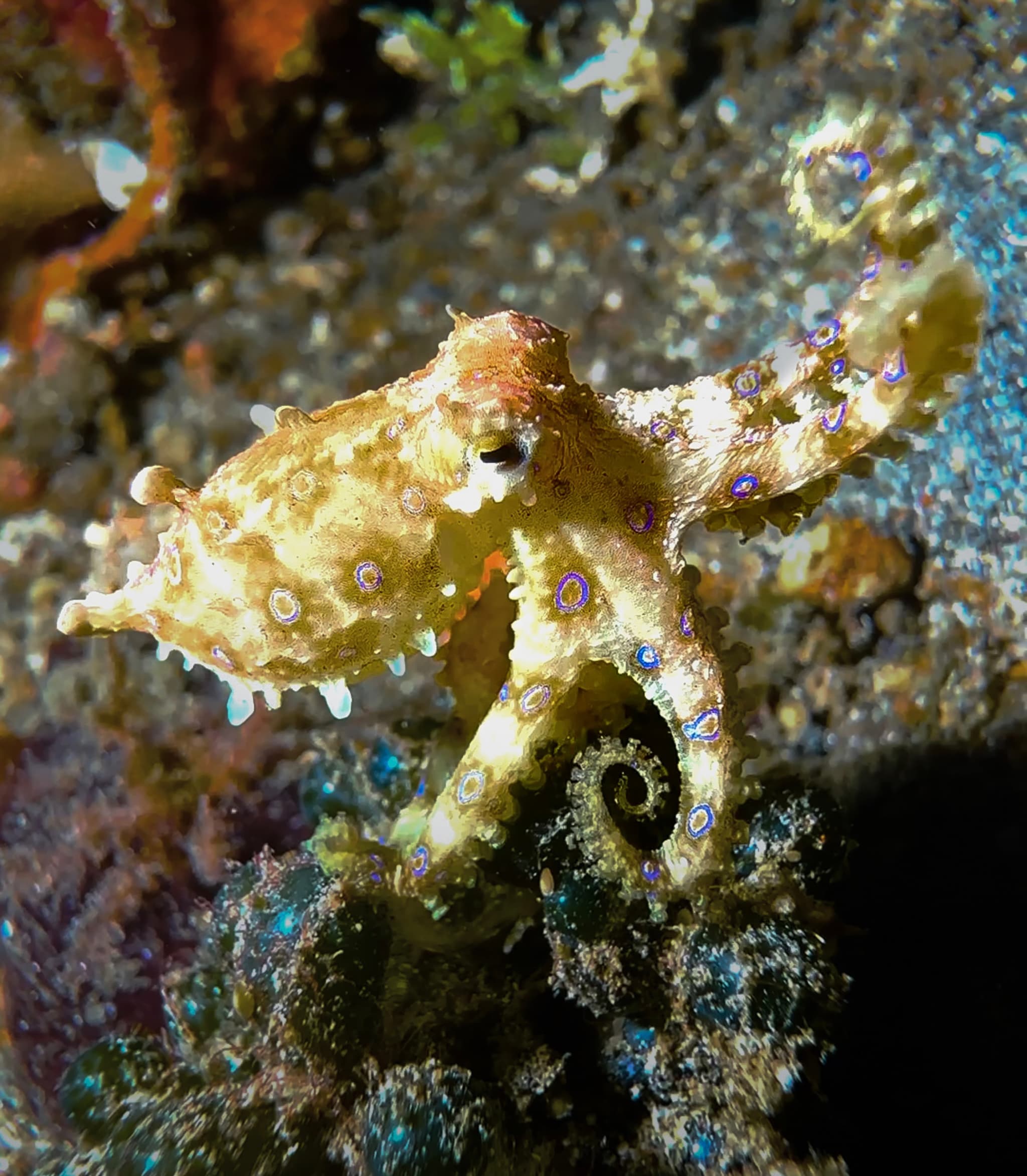 Blue-ringed Octopus