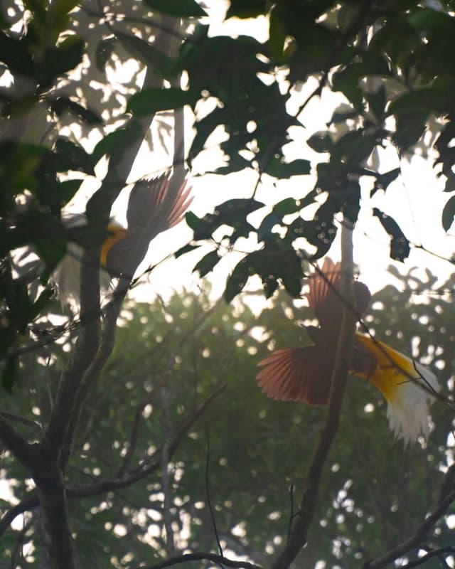 Courtship dance of two male Lesser bird-of-paradise