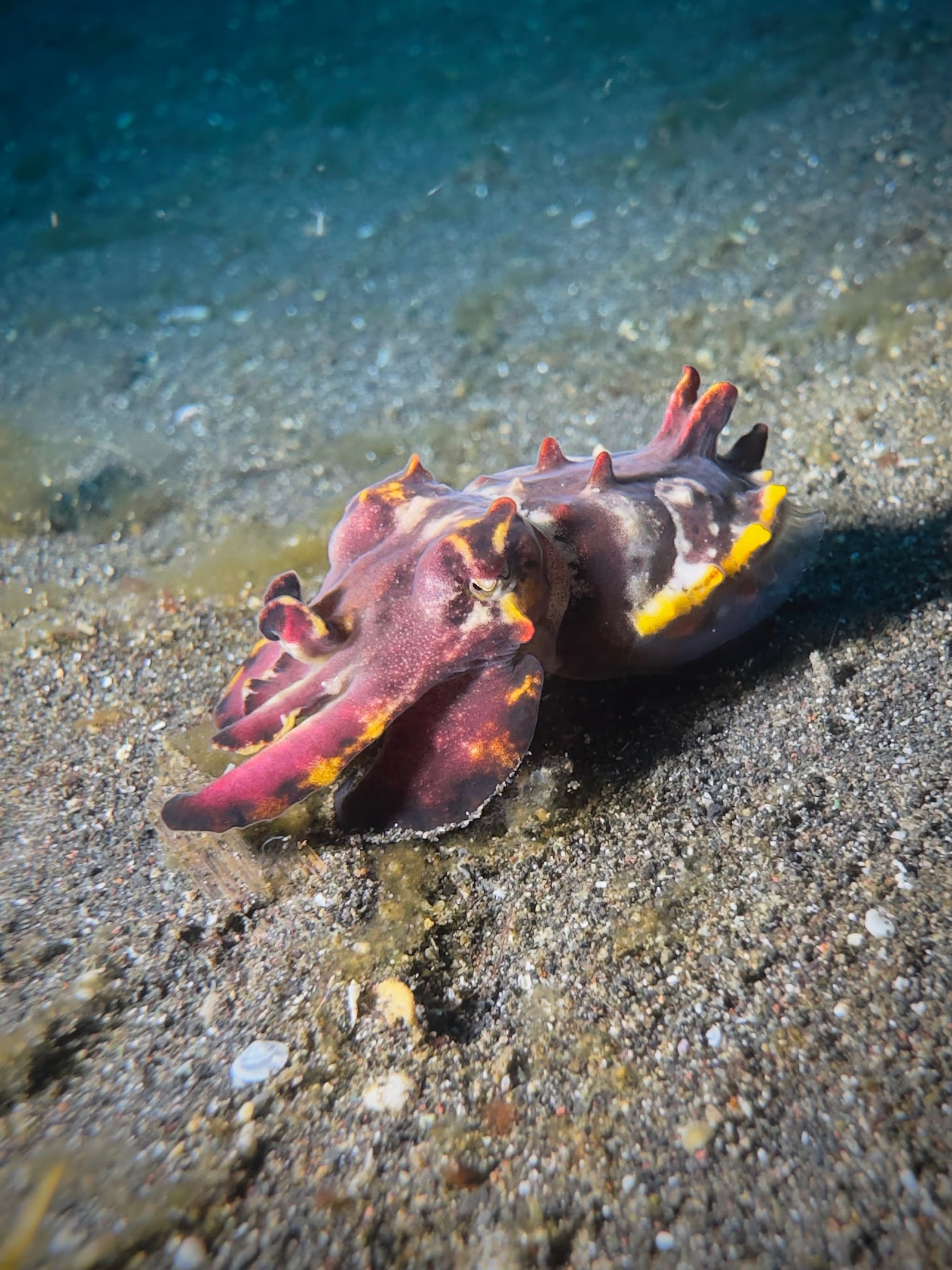 Flamboyant Cuttlefish