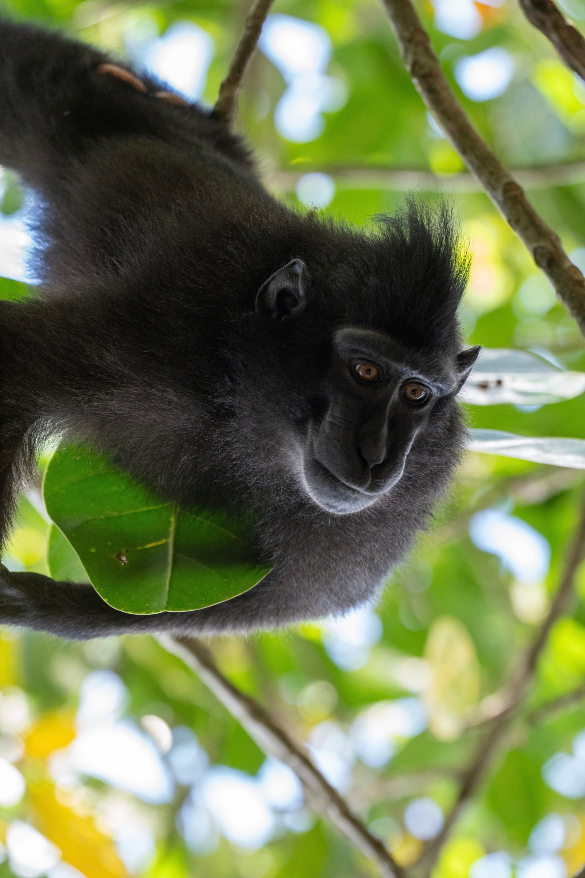 Celebes crested macaque