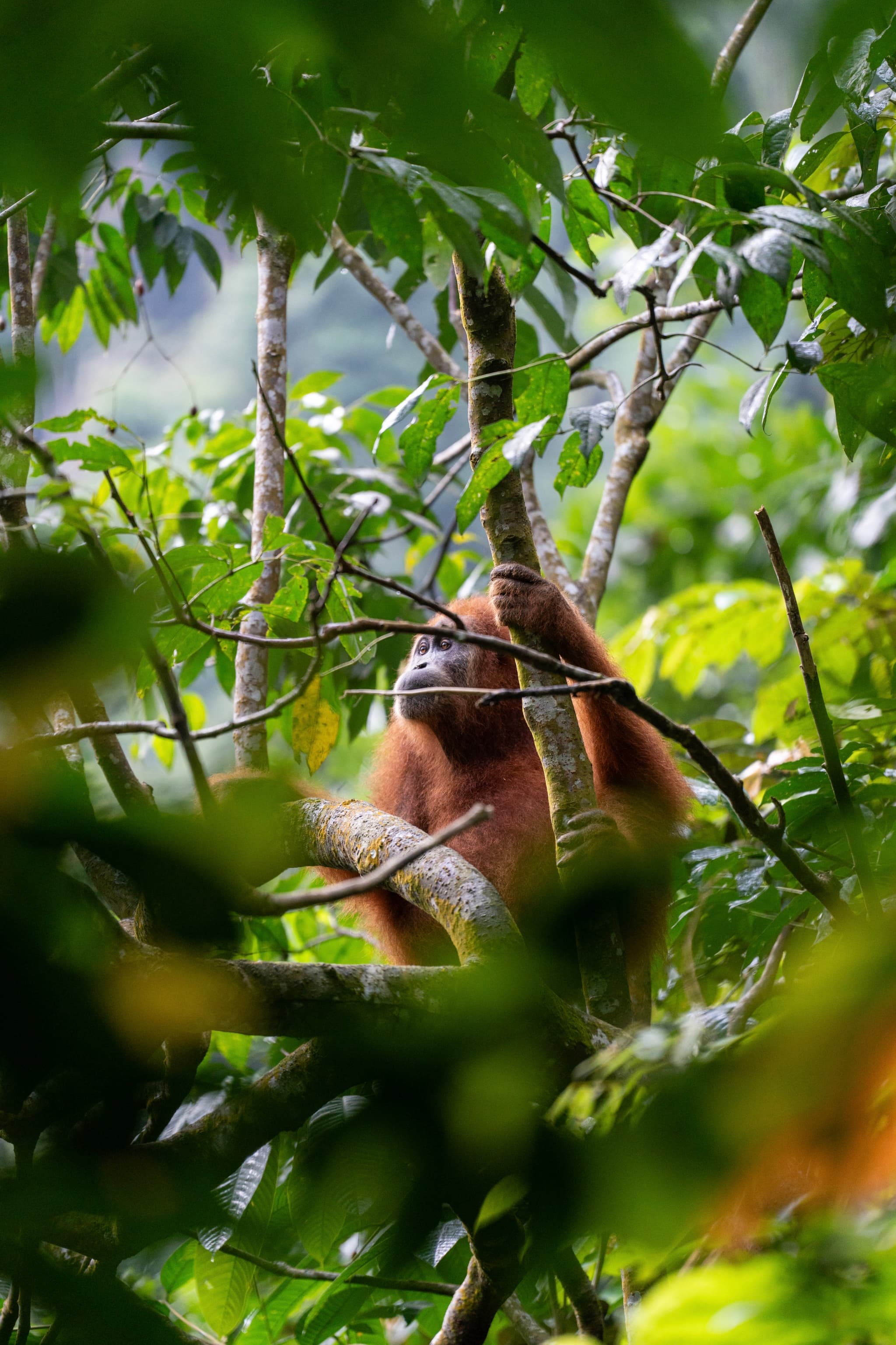 Orangutan Contemplating