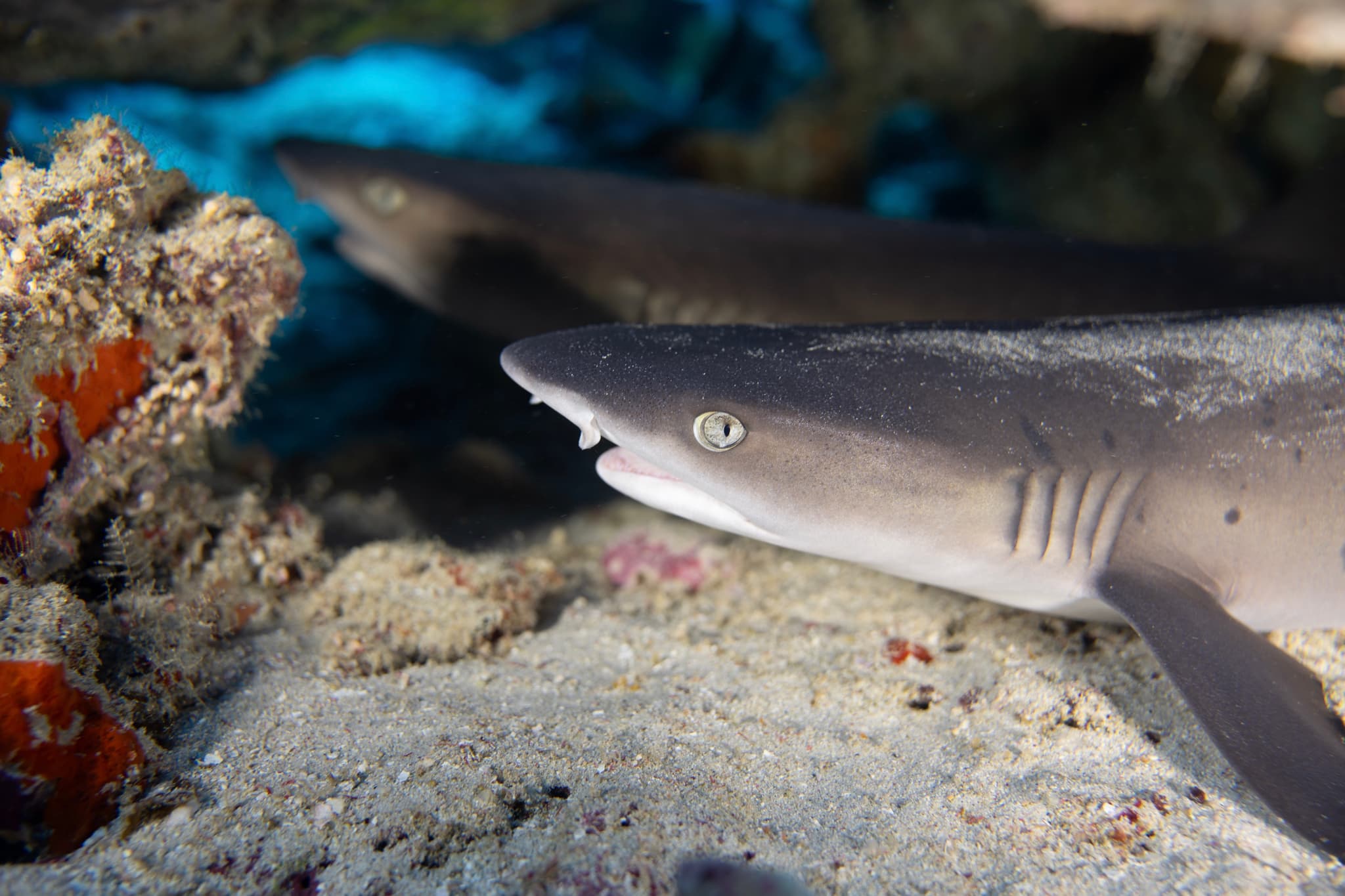 Whitetip reef sharks