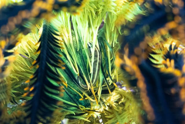 Clingfish hiding in feather star