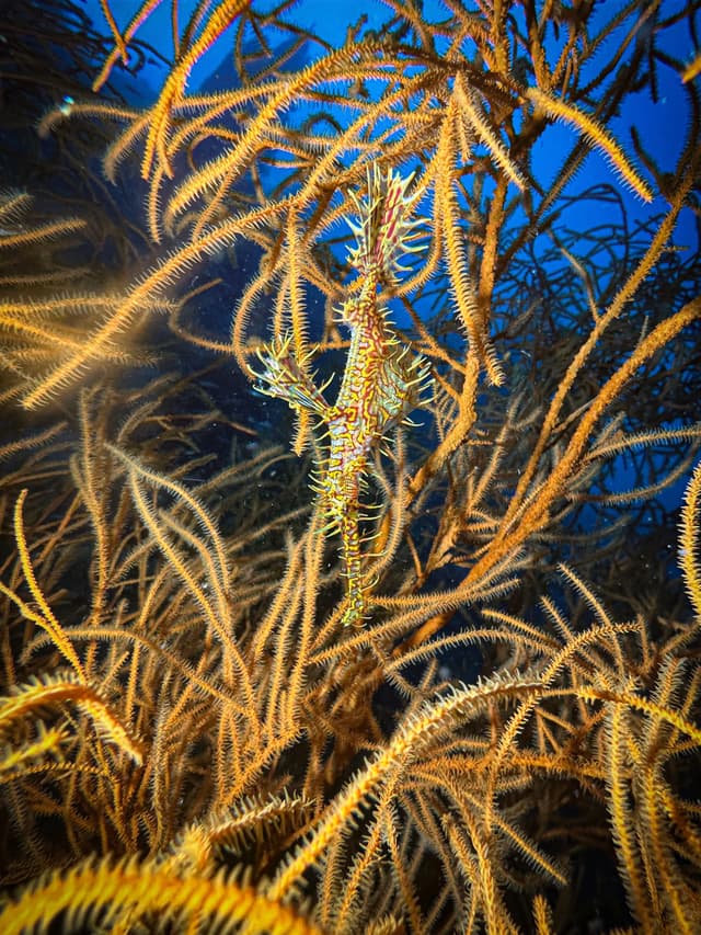 Ornate Ghost Pipefish